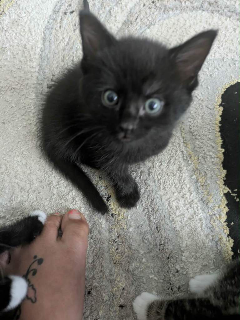 Kittens 