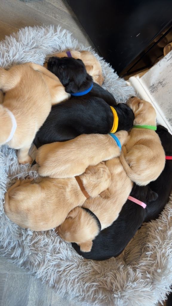 Labrador retriever puppies
