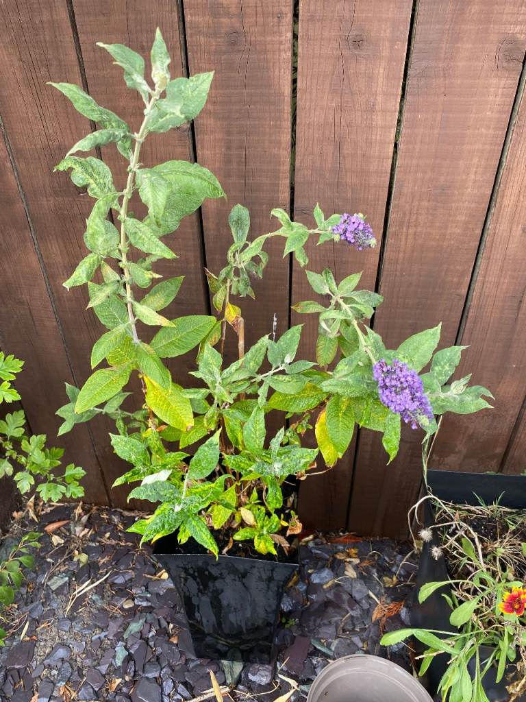 Buddleia plant (butterfly plant) in black pot