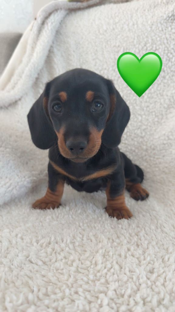 8 beautiful dachshund puppies ready now 