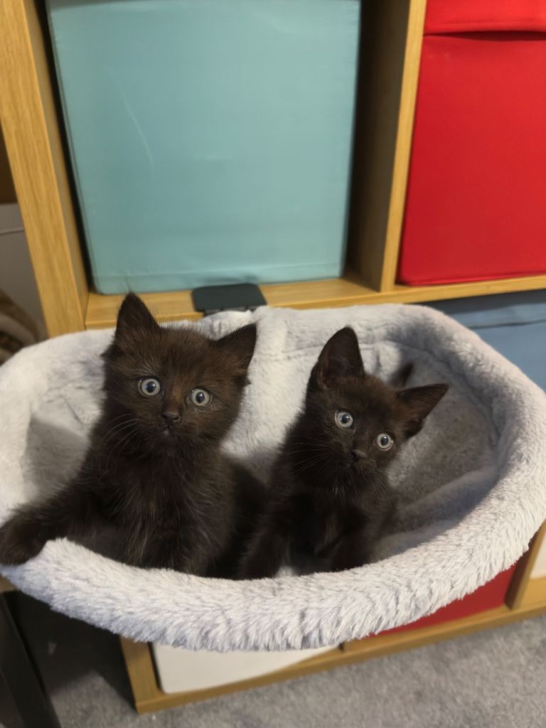 British shorthairs & Ragdoll Kittens 