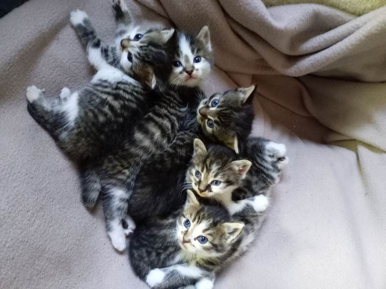 5 cute kittens 4 boys and 1 all tabby girl, eating and drinking, litter trained.