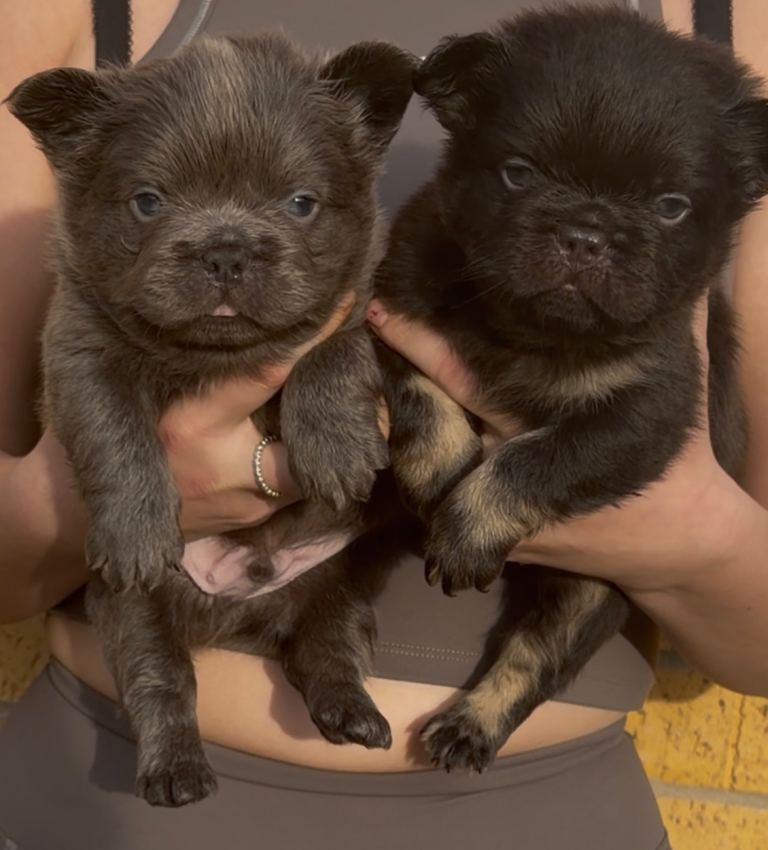 Fluffy French bulldog