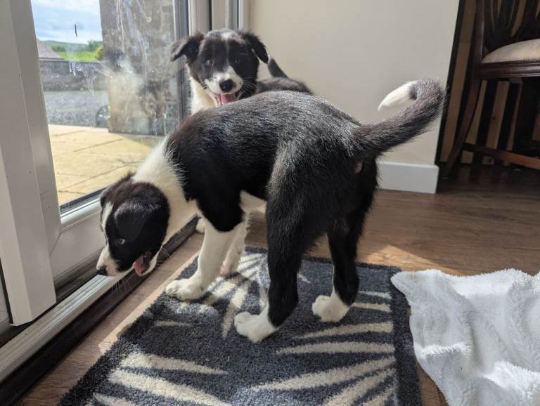 Beautiful Border Collie Pups 