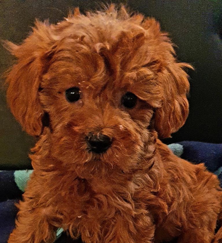 Cavapoo boy 