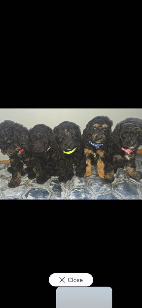 f1b cockapoo puppies :)