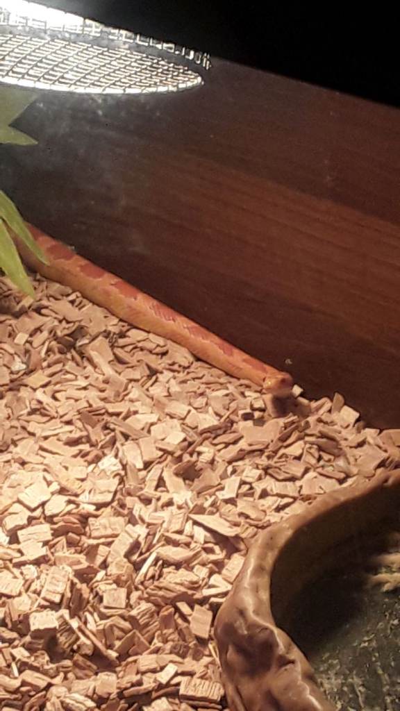 2 year old corn snake