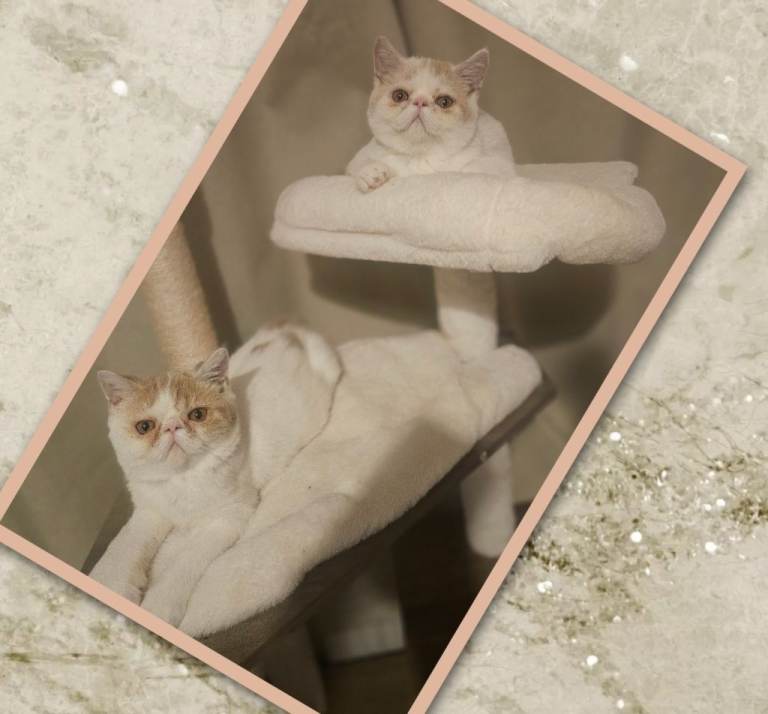 Ready to leave now 2 GCCF exotic Persian kittens 