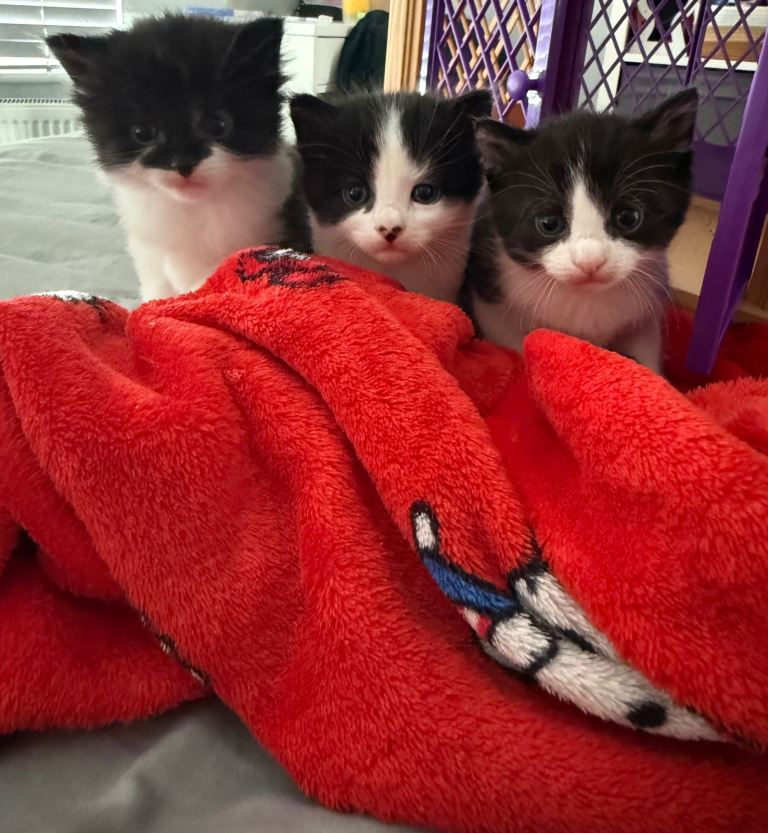 Kittens for Sale 