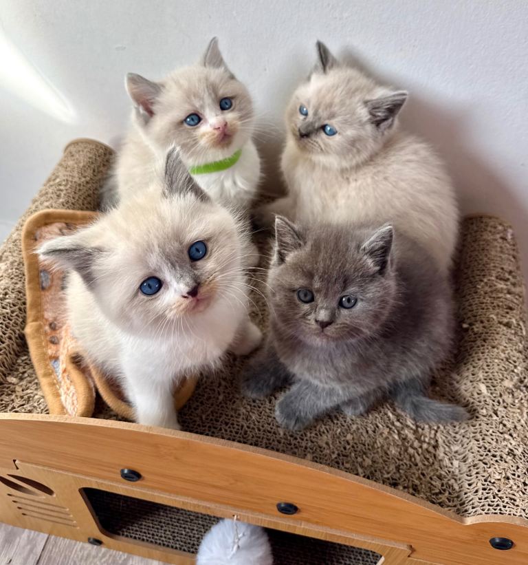Kittens BSH Ragdoll