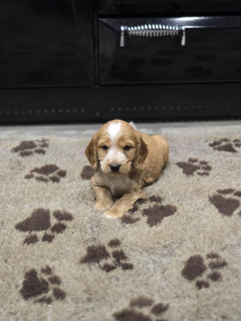 Show Cocker Spaniel Puppies 