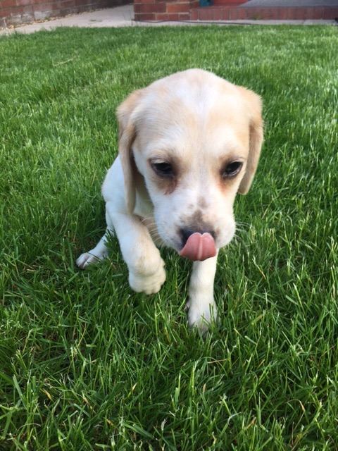 Beagle puppie