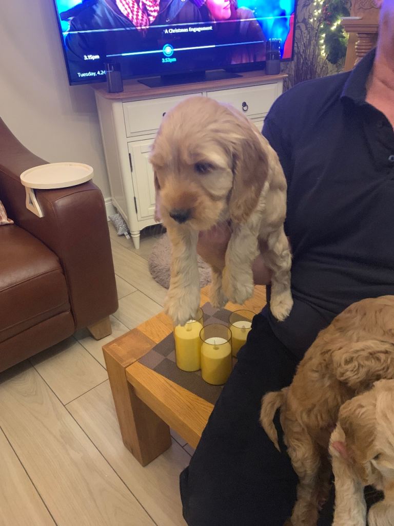 Cockapoo Puppies