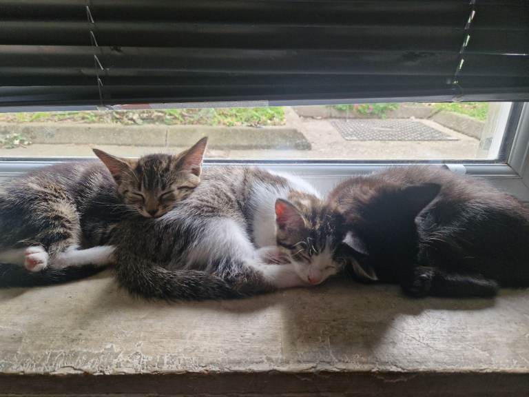 Kitten for sale