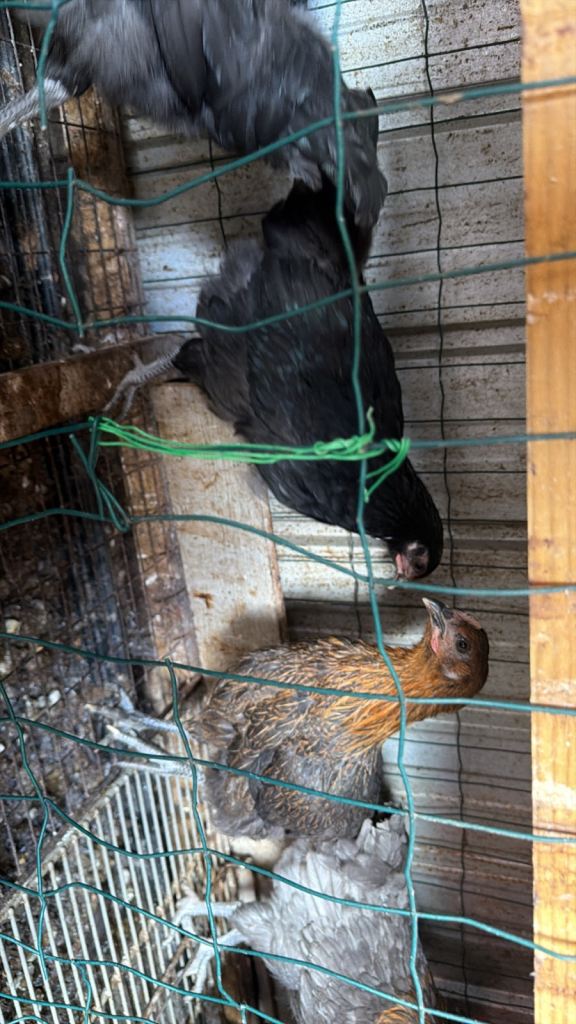 Chickens for sale 