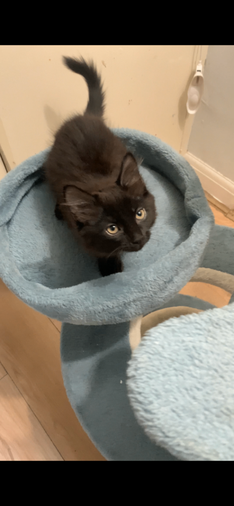 3 playful kittens ready for a new home