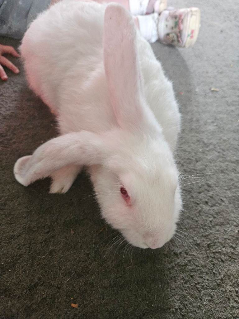 Giant bunnies ready now 