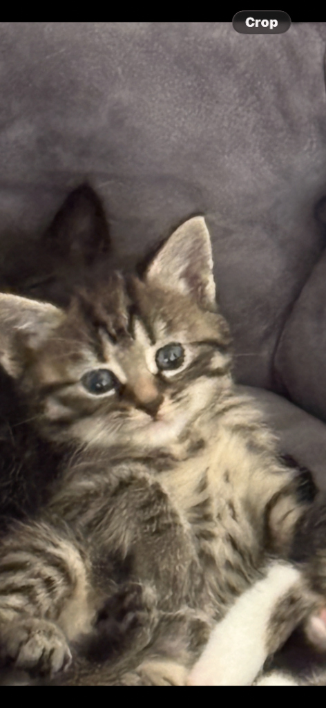 5 Stunning kittens for sale 150 each ready to go on the 15 May 