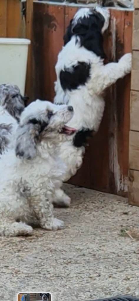 Cockerpoo puppy
