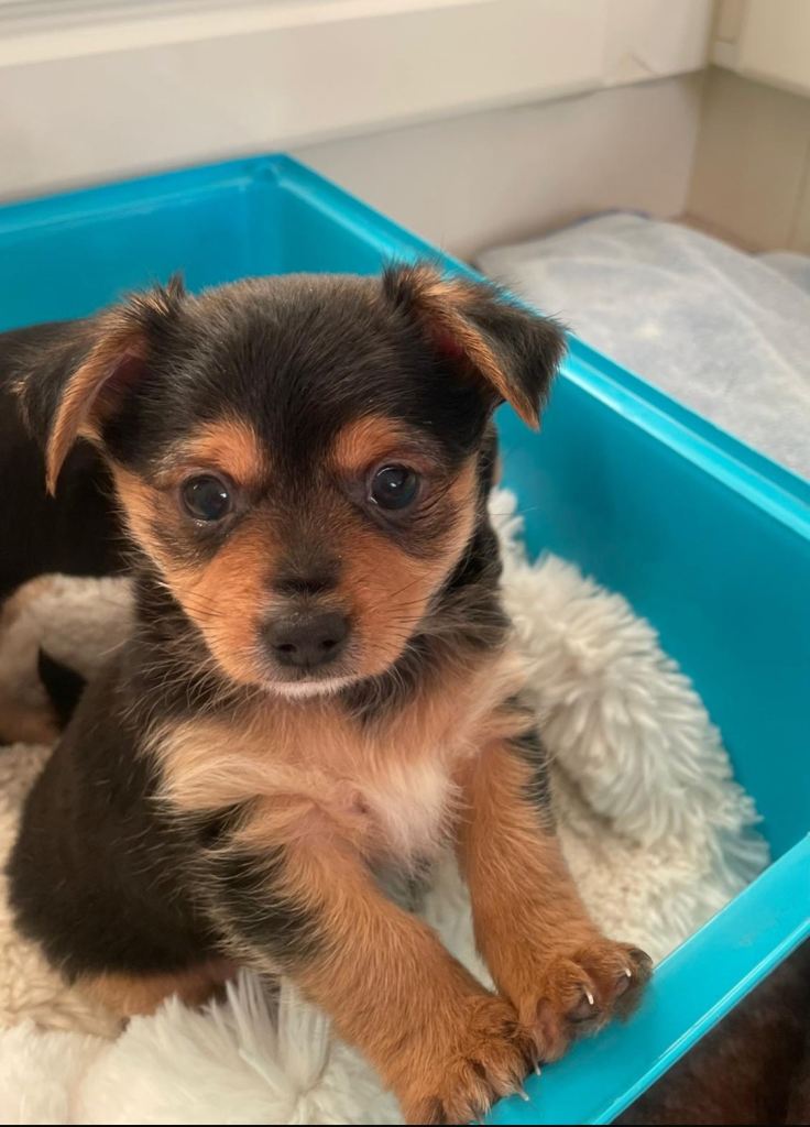 miniature Yorkshire terrier/Chihuahua