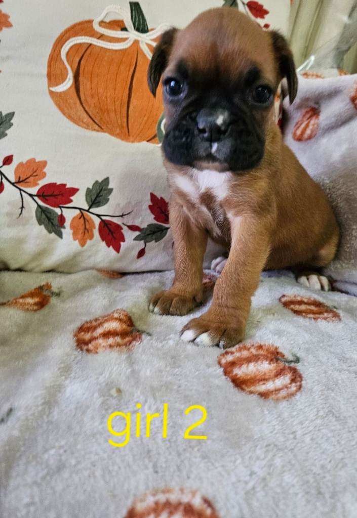 Boxer puppies kc reg
