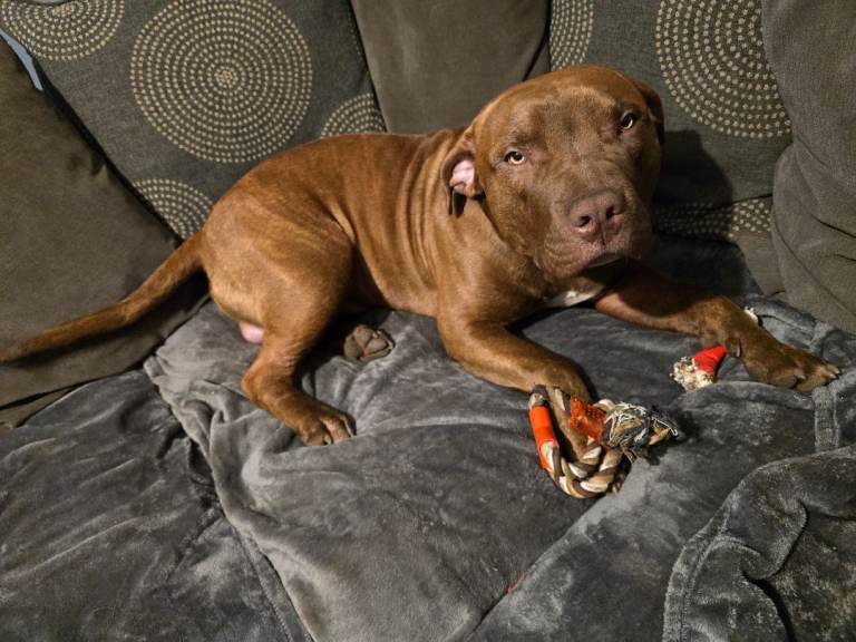 🐾 10-Month-Old Staffy x Mastiff – Loving, Active Home Wanted