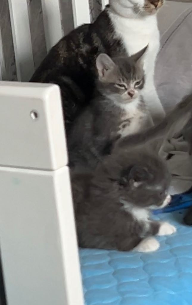 Blue tabby flufy kittens 