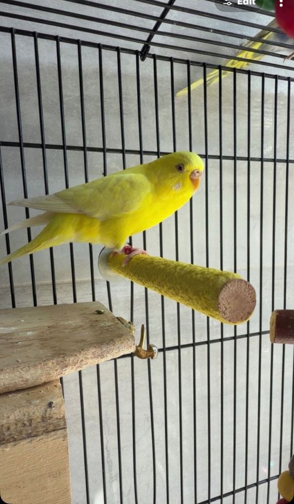 Budgies for sale