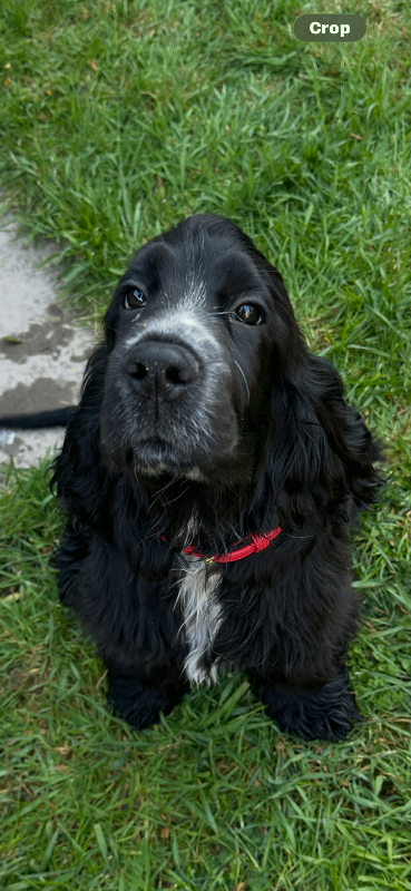 She type beautiful cocker spaniel girl