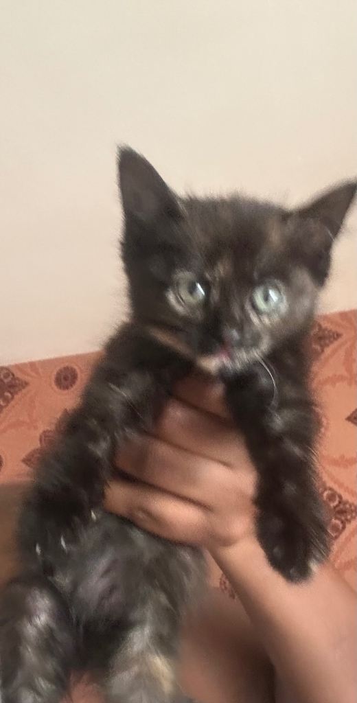 Kittens for sale 