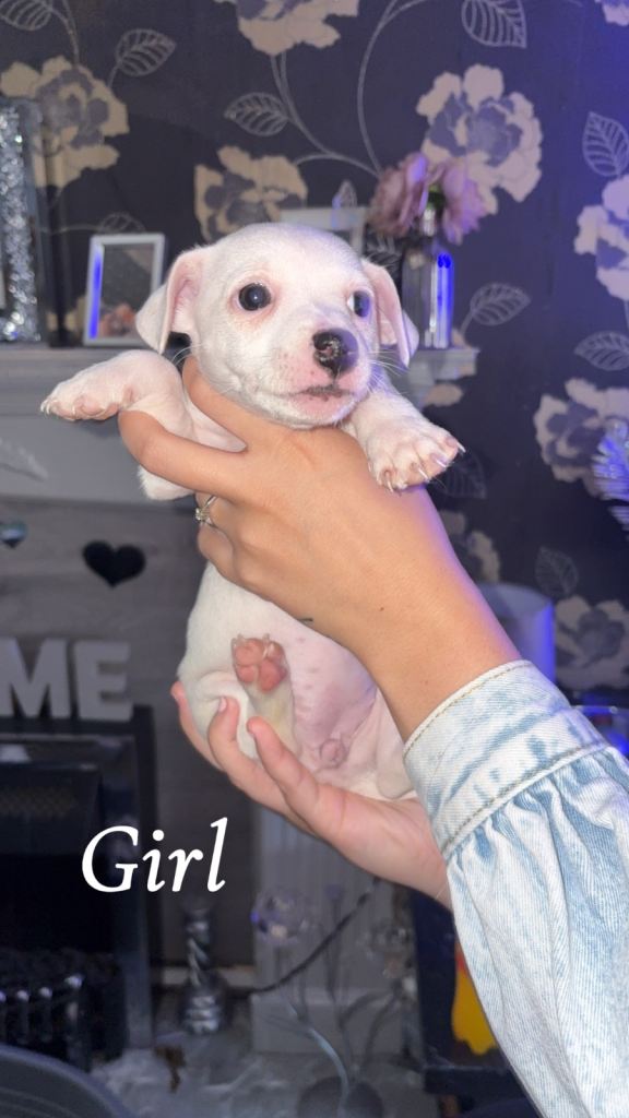 Jack Russell puppy’s 