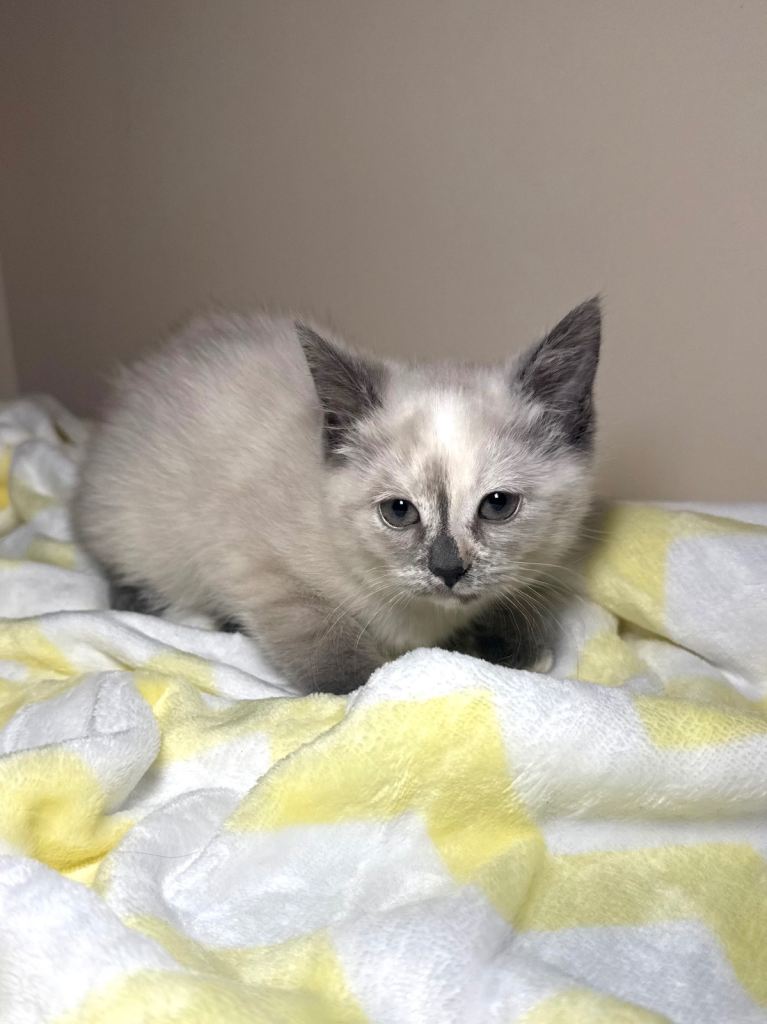 Beautiful Ragdoll Mix Kittens- Ready for forever homes!🐾💓
