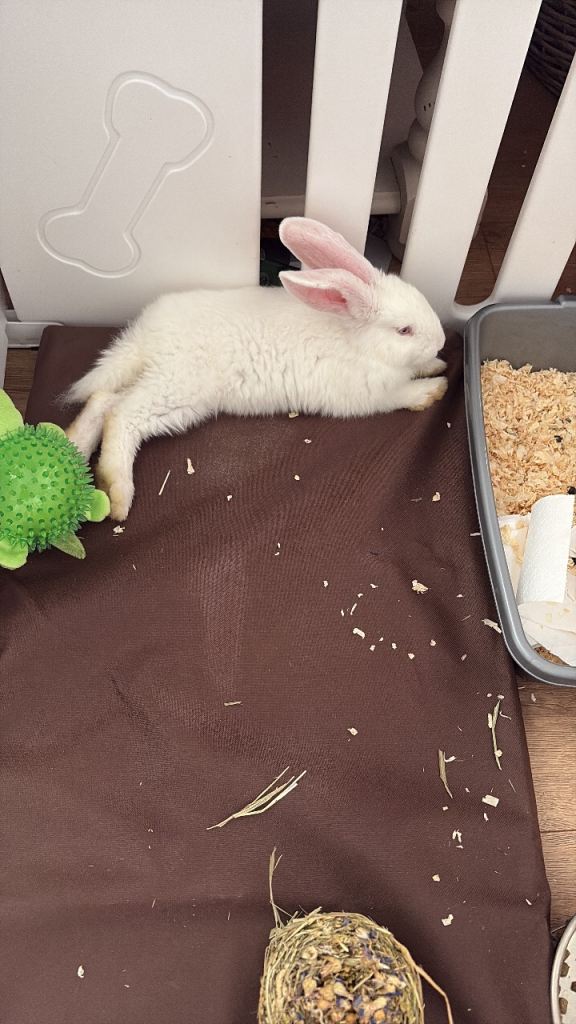 Continental giant albino rabbit 