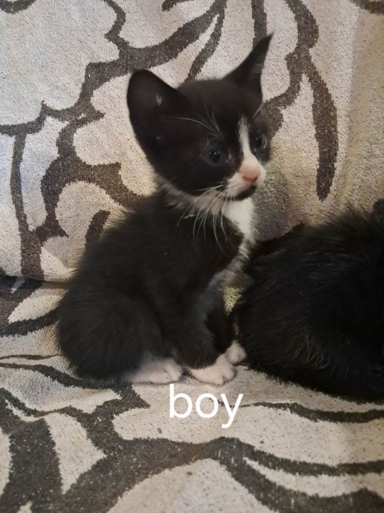 Beautiful kittens 