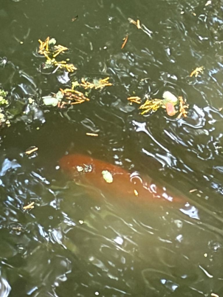 Pond Koi Fishes