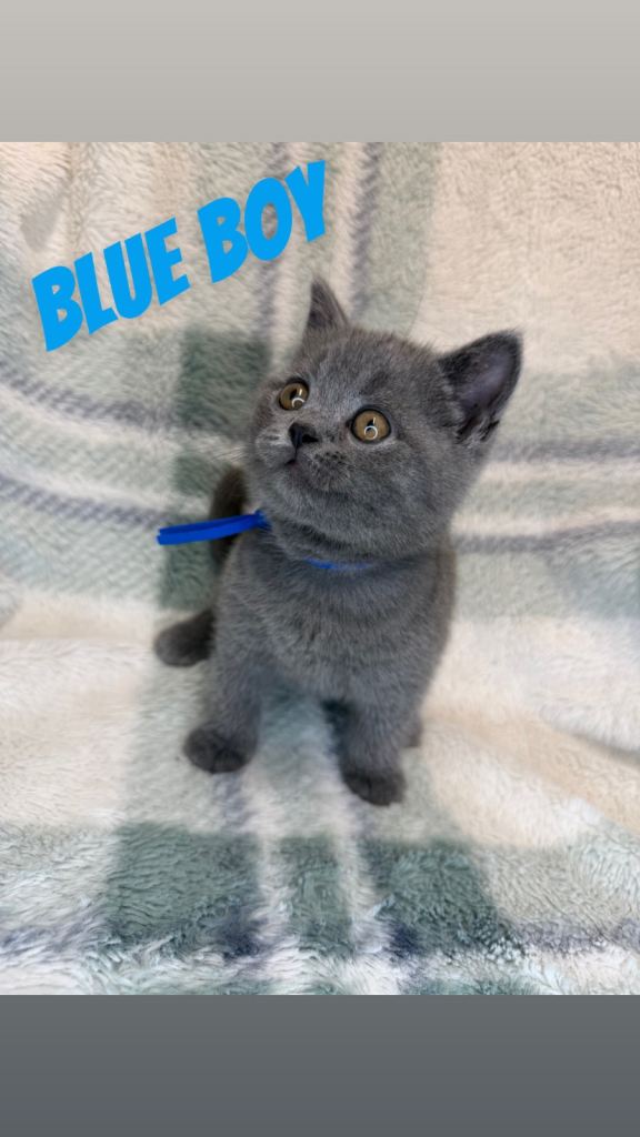 Beautiful British shorthairs