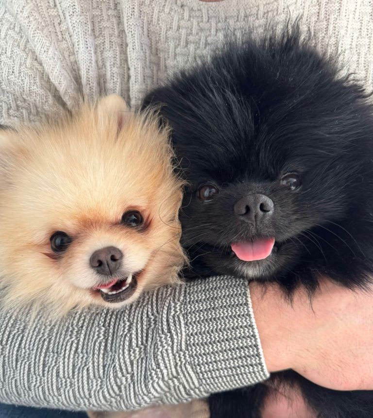 Pomeranian dogs male and female 