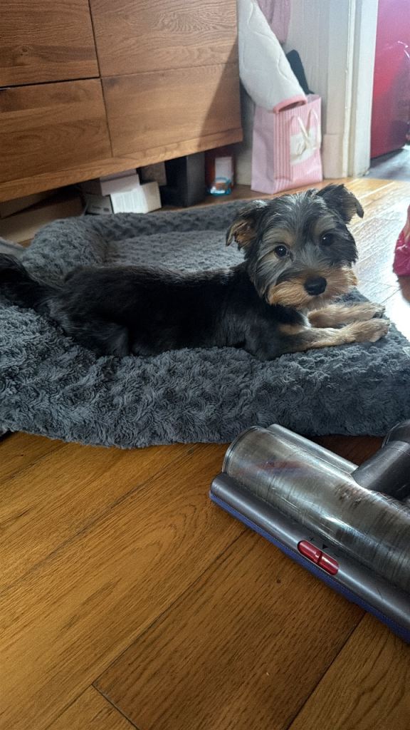 Yorkshire terrier puppy