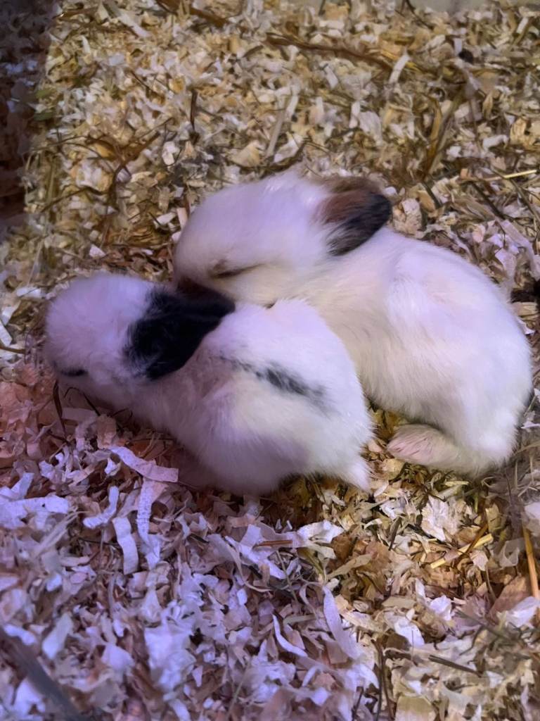 6 baby bunnies