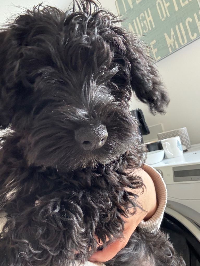 Schnoodle puppy 