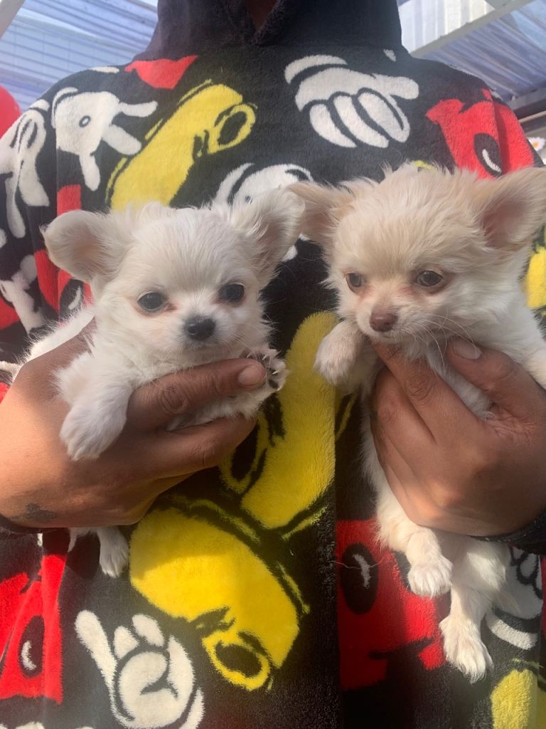 3 Boy Beautiful long haired Chihuahua Puppies 