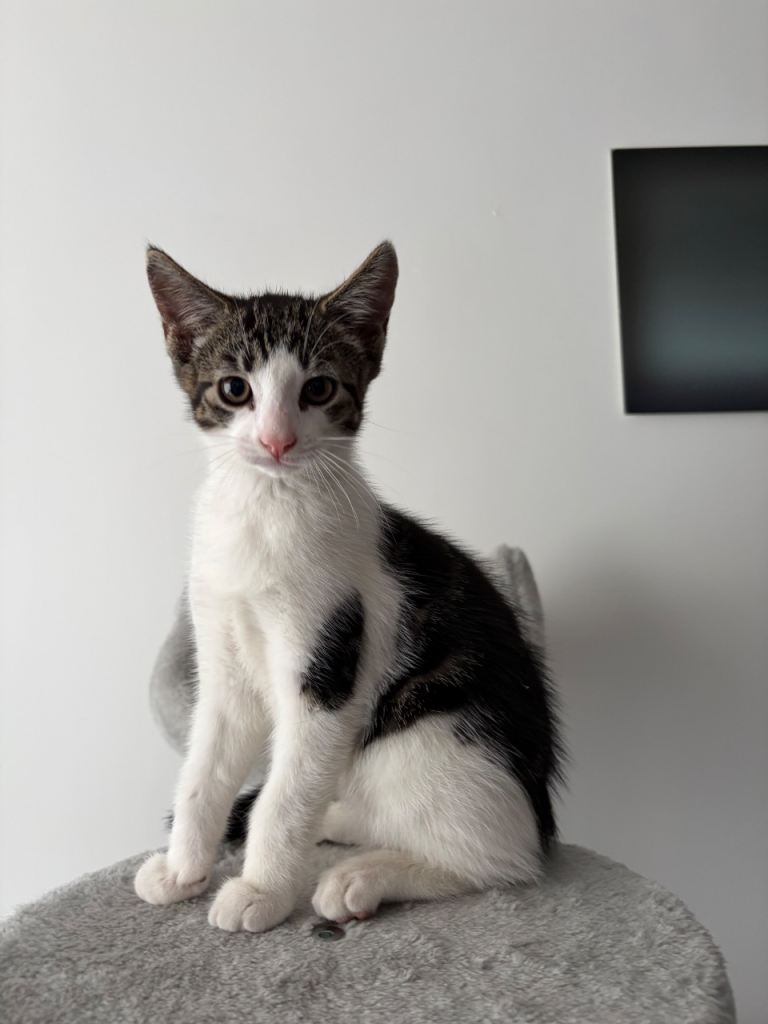 2 Adorable Male Kittens - 11 Weeks Old