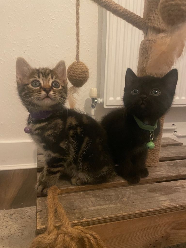 4 beautiful Bengal x girls 