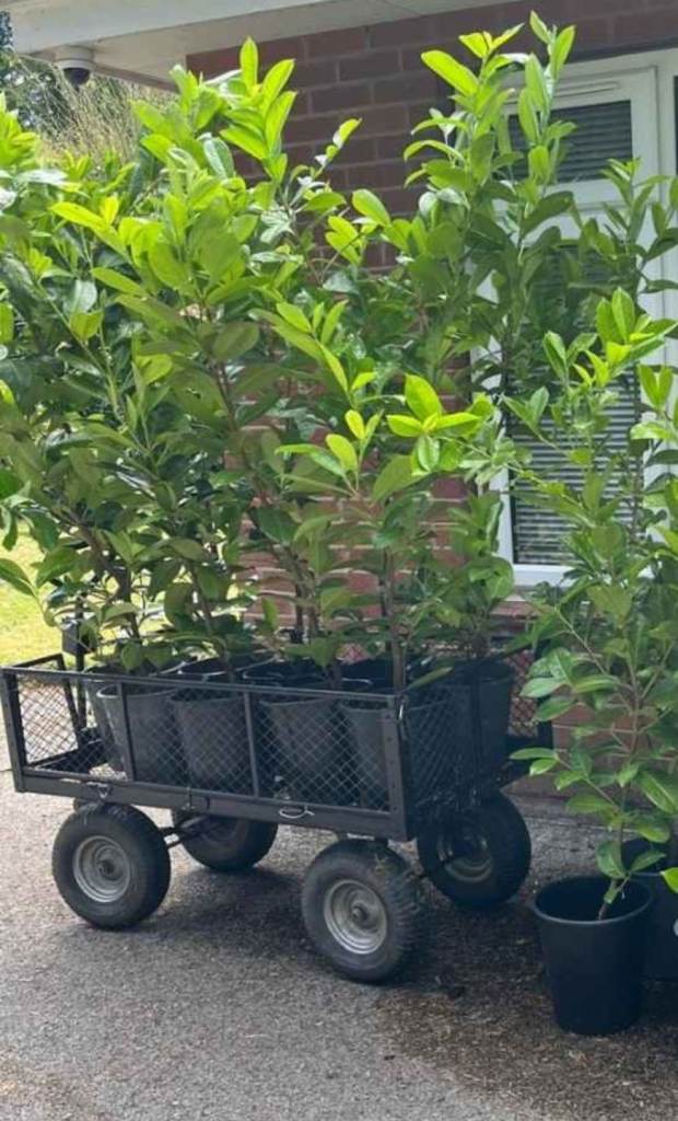 Laurel XXL Instant Evergreen Hedging Plant Shrub Bushy Habit 130/140cm Tall 5 Litre Potted 