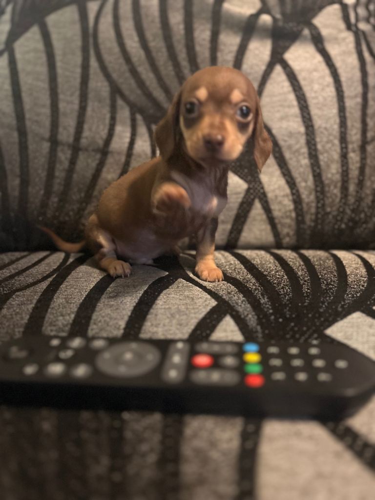 READY NOW Chiweenie puppies Miniature dachshund x chihuahua chocolate and tan extra extra small