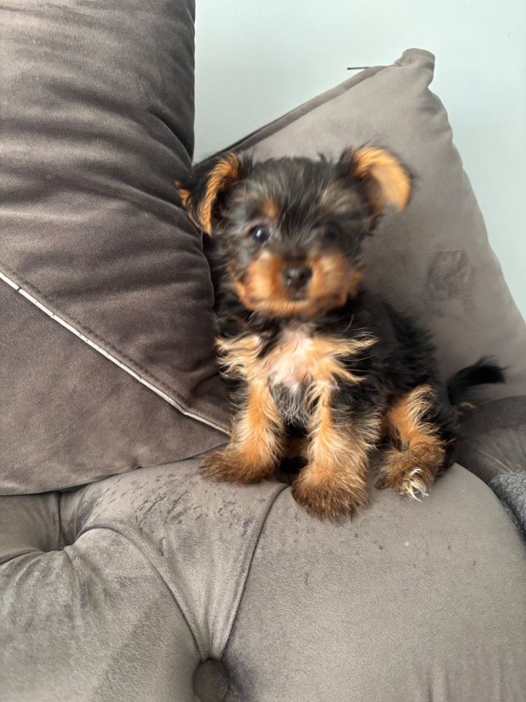 Mini Yorkshire Terrier 