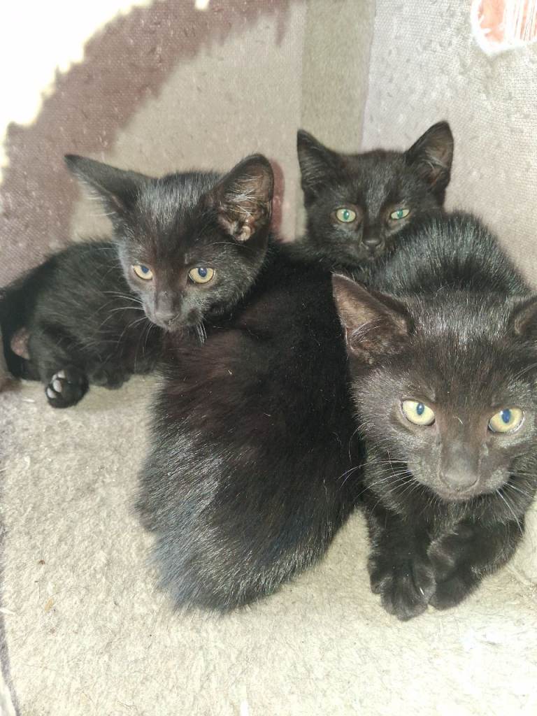 Farm kittens 🤎🩷🧡 