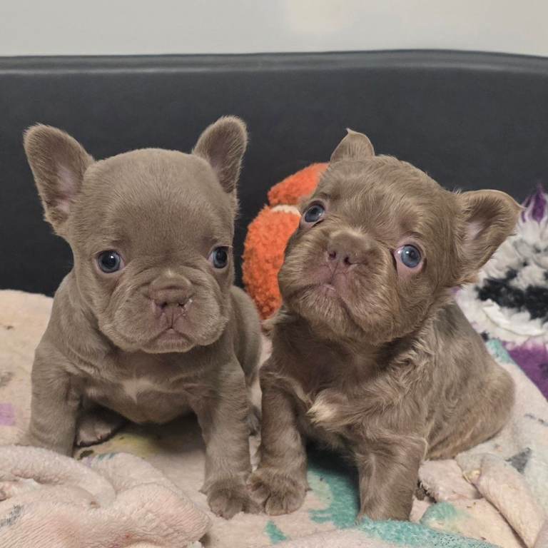 KC French Bulldog Puppies Fluffy