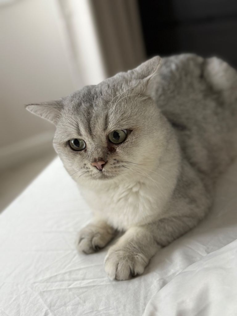 British Shorthair Male 3yo White/grey