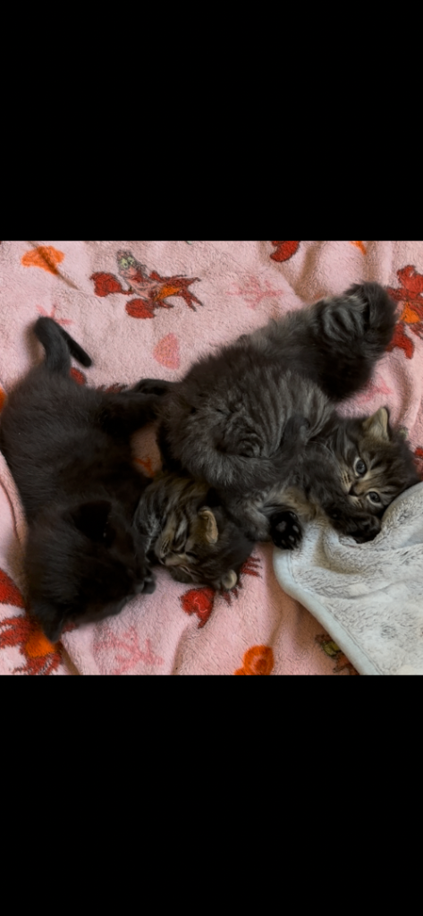 Kittens 1 male 2 female